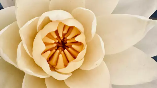 Gros plan sur un n&eacute;nuphar blanc aux p&eacute;tales souples et superpos&eacute;s. Un sujet visuel serein et &eacute;l&eacute;gant.